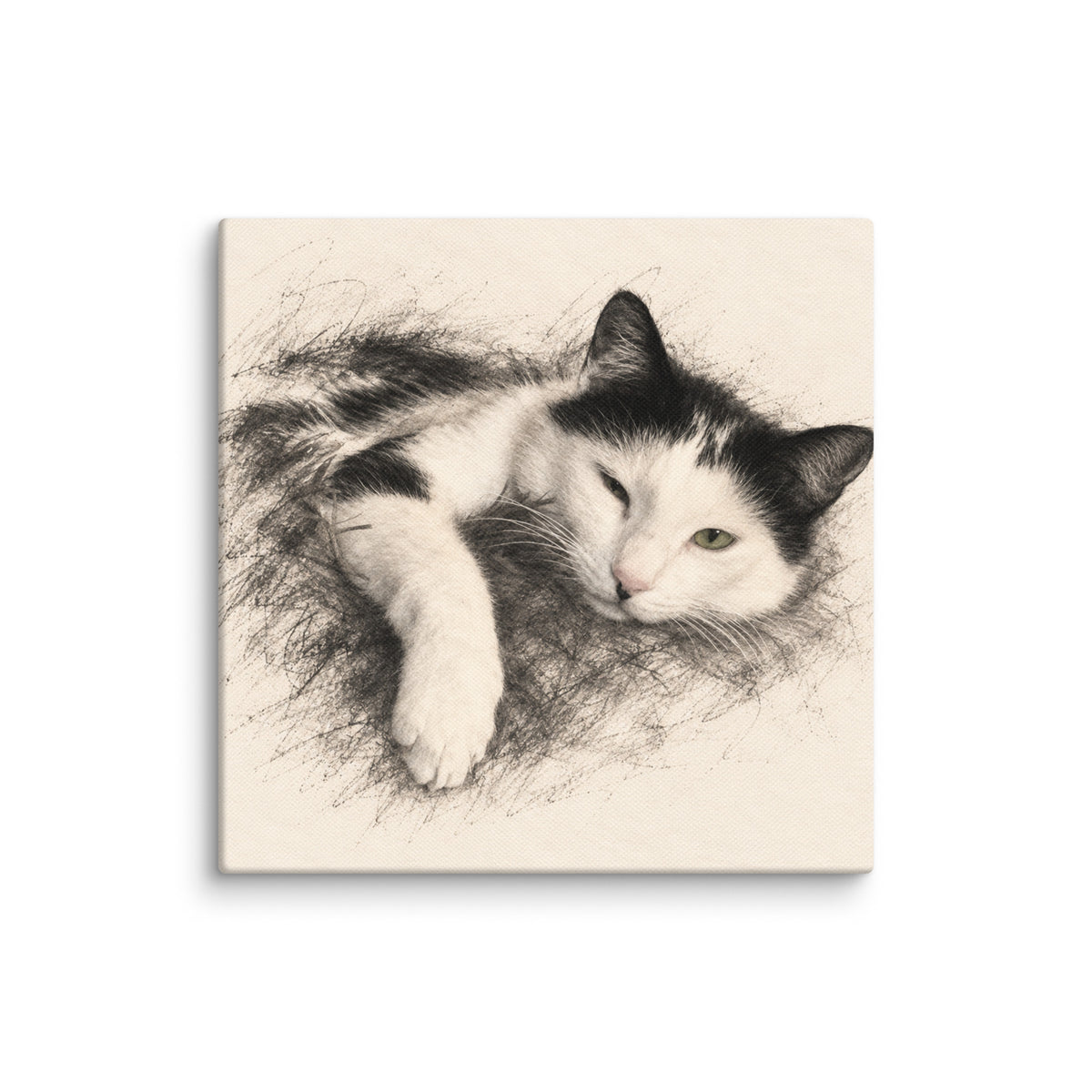 Lumi the White & Black Cat